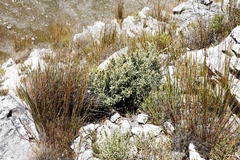 Grubbia tomentosa