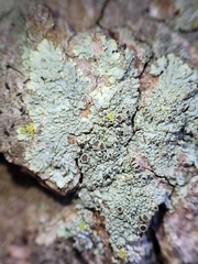 Hyperphyscia syncolla