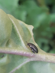 Psylliodes chrysocephala