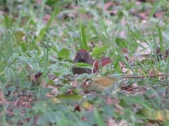 Synallaxis frontalis