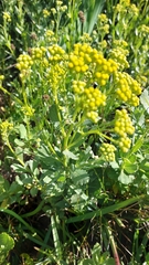 Senecio halimifolius
