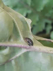 Psylliodes chrysocephala