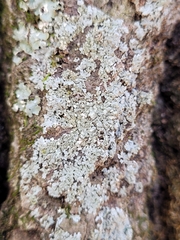 Physcia americana