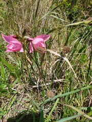 Gladiolus carneus