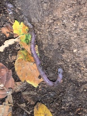 Lumbricus