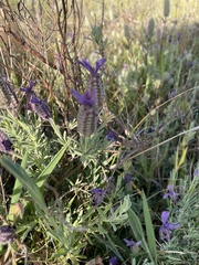 Lavandula stoechas