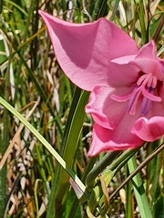 Gladiolus carneus