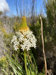 Bulbinella cauda-felis