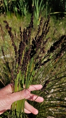 Elegia tectorum