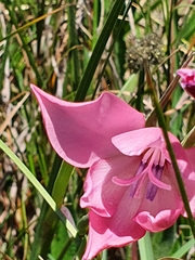 Gladiolus carneus