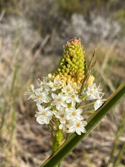 Bulbinella cauda-felis