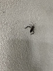 Acanthocephala declivis