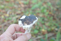 Russula cyanoxantha