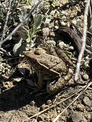 Lithobates berlandieri