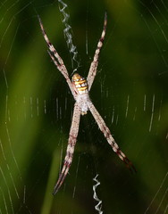 Argiope picta