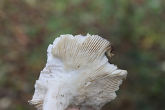 Russula cyanoxantha