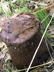 Pisolithus