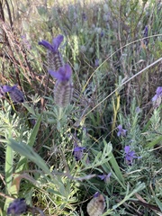 Lavandula stoechas