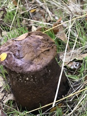 Pisolithus