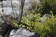 Hermas quinquedentata