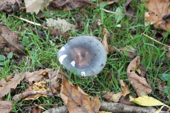 Russula cyanoxantha