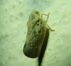 Metcalfa