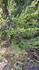 Passerina corymbosa