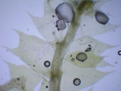 Lophocolea bidentata