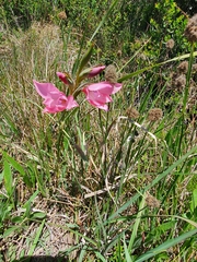Gladiolus carneus