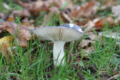 Russula cyanoxantha