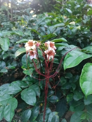 Strophanthus preussii