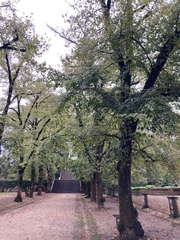 Tilia × europaea