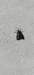 Dysauxes famula