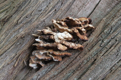 Laetiporus sulphureus