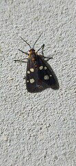 Dysauxes famula