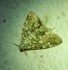Elophila nymphaeata