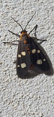 Dysauxes famula