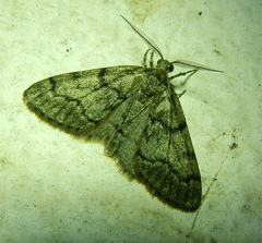 Tephronia sepiaria