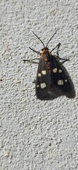 Dysauxes famula