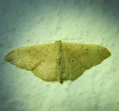 Idaea rubraria