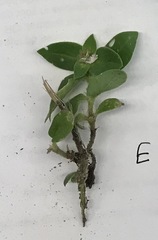 Richardia brasiliensis