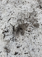 Odocoileus virginianus