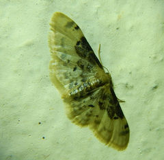 Idaea filicata