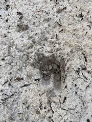 Odocoileus virginianus