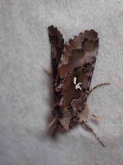 Autographa corusca
