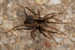 Pardosa