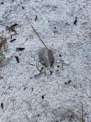 Odocoileus virginianus