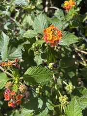 Lantana