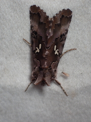 Autographa corusca