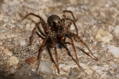 Pardosa